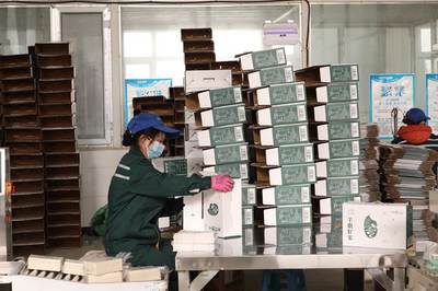 新疆阿拉尔 沙漠边缘的绿色奇迹，好大米与玉米的丰收赞歌