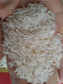 贡米与普通大米 从田间到餐桌的品鉴之旅